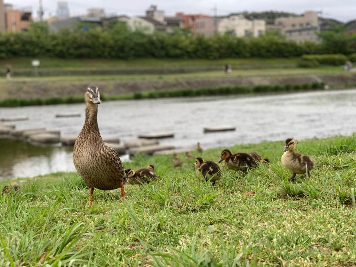 鴨川 栄の屋 Kamo River Machiya Halo House Kyoto Ngoại thất bức ảnh